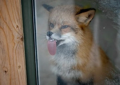 FallibleFox!=''?FallibleFox:Thomas Huthmacher