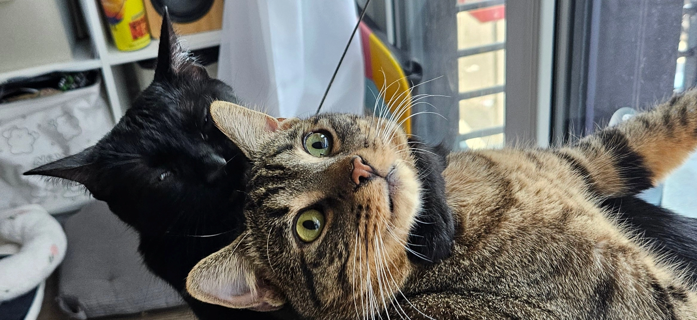 JulesPhan!=''?JulesPhan:Julian Phan