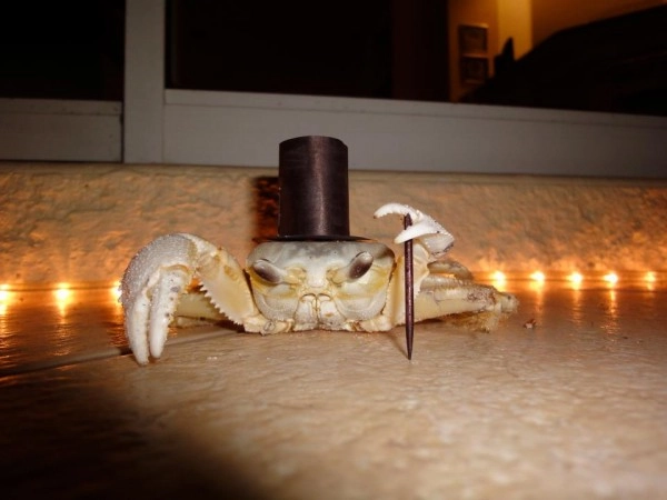 crabapillar!=''?crabapillar:Phillip Stefanoski