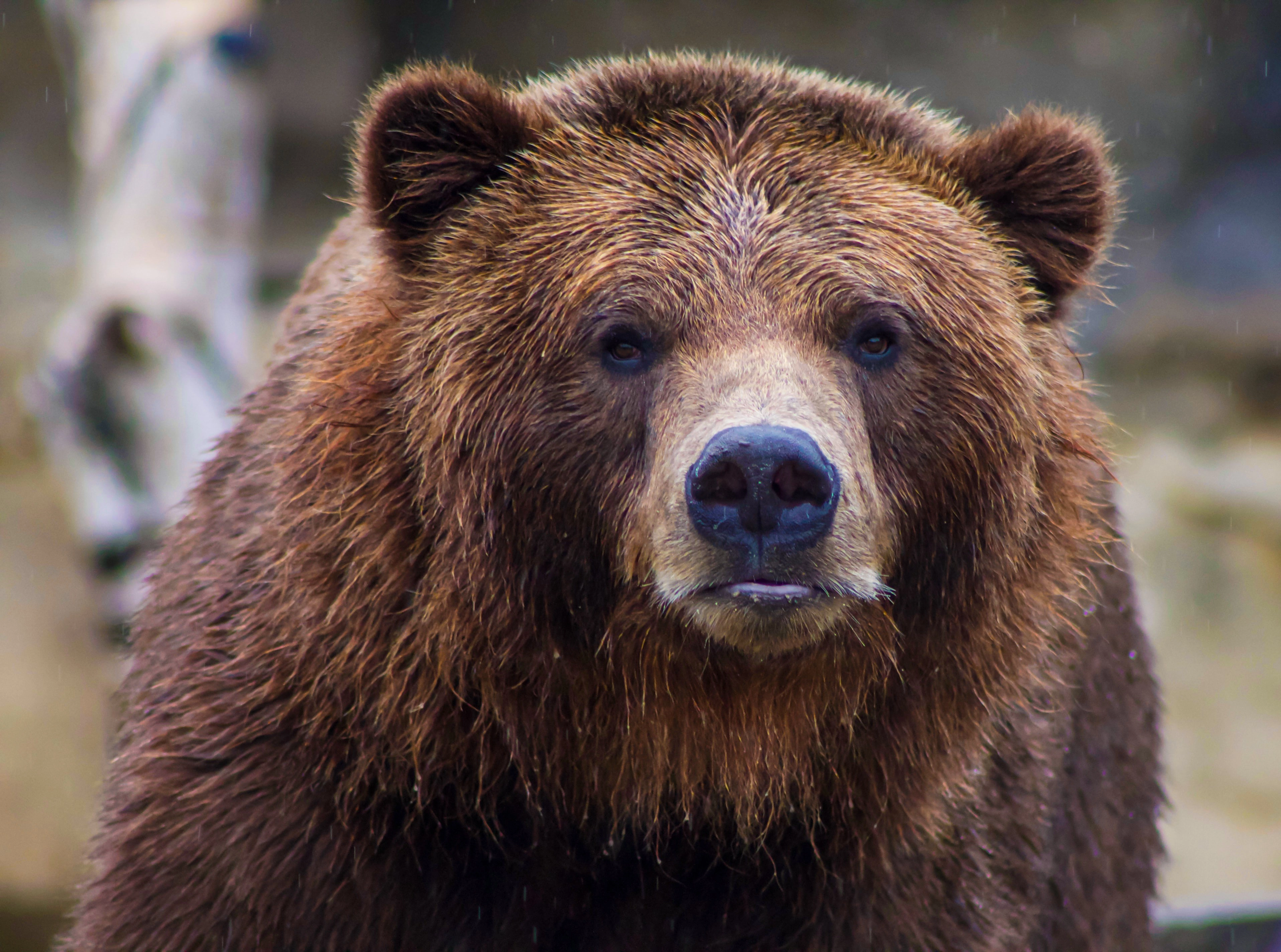Bear Huggins!=''?Bear Huggins:Bear Huggins