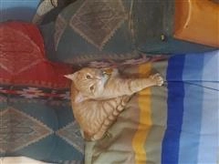 O Gunther!=''?O Gunther:Oliver Gunther