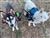 Aaron and Huskies