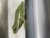 Morgathrin 