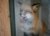 FallibleFox