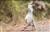 Kagu11