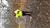 Joewags116