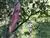 Bird Dog Disc Golf Retriever Pole